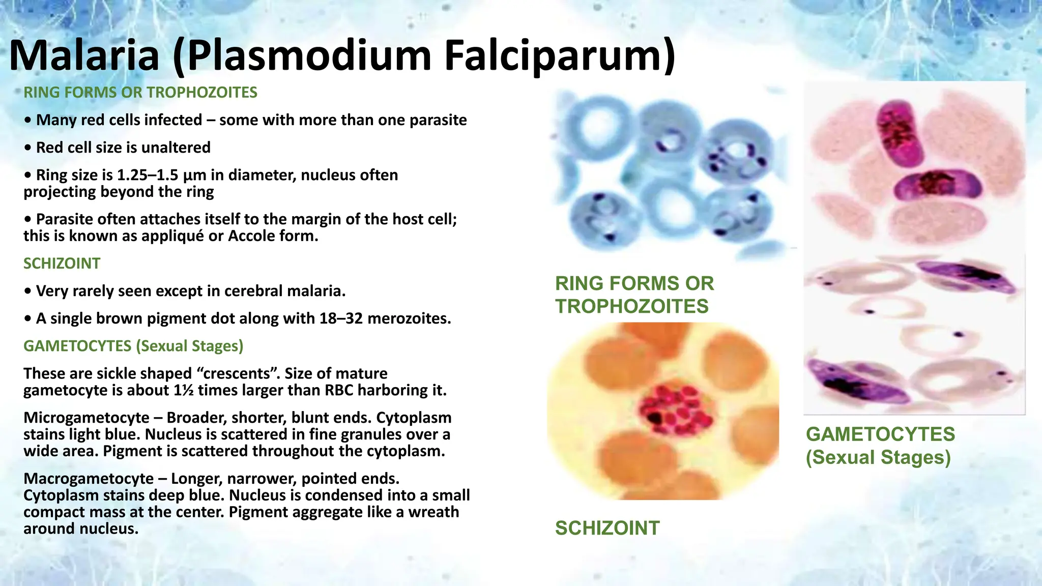 Malaria (Plasmodium Falciparum)
RING FORMS OR TROPHOZOITES
• Many red cells infected – some with more than one parasite
• Red cell size is unaltered
• Ring size is 1.25–1.5 μm in diameter, nucleus often
projecting beyond the ring
• Parasite often attaches itself to the margin of the host cell;
this is known as appliqué or Accole form.
SCHIZOINT
• Very rarely seen except in cerebral malaria.
• A single brown pigment dot along with 18–32 merozoites.
GAMETOCYTES (Sexual Stages)
These are sickle shaped “crescents”. Size of mature
gametocyte is about 1½ times larger than RBC harboring it.
Microgametocyte – Broader, shorter, blunt ends. Cytoplasm
stains light blue. Nucleus is scattered in fine granules over a
wide area. Pigment is scattered throughout the cytoplasm.
Macrogametocyte – Longer, narrower, pointed ends.
Cytoplasm stains deep blue. Nucleus is condensed into a small
compact mass at the center. Pigment aggregate like a wreath
around nucleus.
RING FORMS OR
TROPHOZOITES
SCHIZOINT
GAMETOCYTES
(Sexual Stages)
 