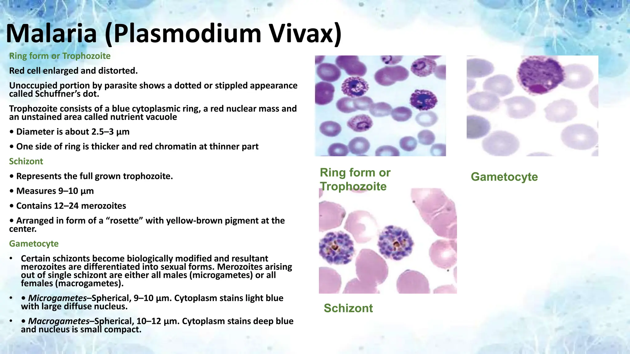 Malaria (Plasmodium Vivax)
Ring form or Trophozoite
Red cell enlarged and distorted.
Unoccupied portion by parasite shows a dotted or stippled appearance
called Schuffner’s dot.
Trophozoite consists of a blue cytoplasmic ring, a red nuclear mass and
an unstained area called nutrient vacuole
• Diameter is about 2.5–3 μm
• One side of ring is thicker and red chromatin at thinner part
Schizont
• Represents the full grown trophozoite.
• Measures 9–10 μm
• Contains 12–24 merozoites
• Arranged in form of a “rosette” with yellow-brown pigment at the
center.
Gametocyte
• Certain schizonts become biologically modified and resultant
merozoites are differentiated into sexual forms. Merozoites arising
out of single schizont are either all males (microgametes) or all
females (macrogametes).
• • Microgametes–Spherical, 9–10 μm. Cytoplasm stains light blue
with large diffuse nucleus.
• • Macrogametes–Spherical, 10–12 μm. Cytoplasm stains deep blue
and nucleus is small compact.
Ring form or
Trophozoite
Schizont
Gametocyte
 
