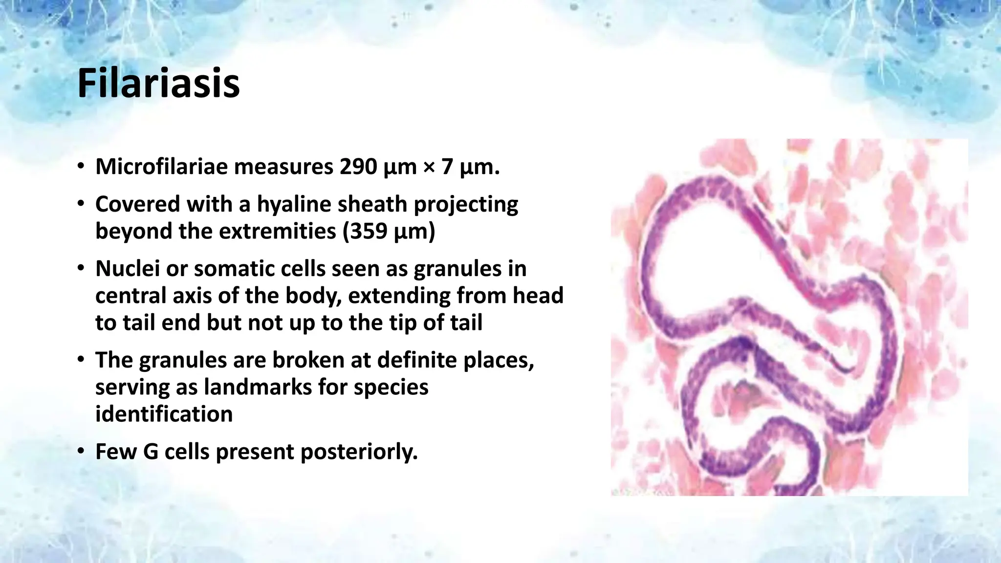Filariasis
• Microfilariae measures 290 μm × 7 μm.
• Covered with a hyaline sheath projecting
beyond the extremities (359 μm)
• Nuclei or somatic cells seen as granules in
central axis of the body, extending from head
to tail end but not up to the tip of tail
• The granules are broken at definite places,
serving as landmarks for species
identification
• Few G cells present posteriorly.
 