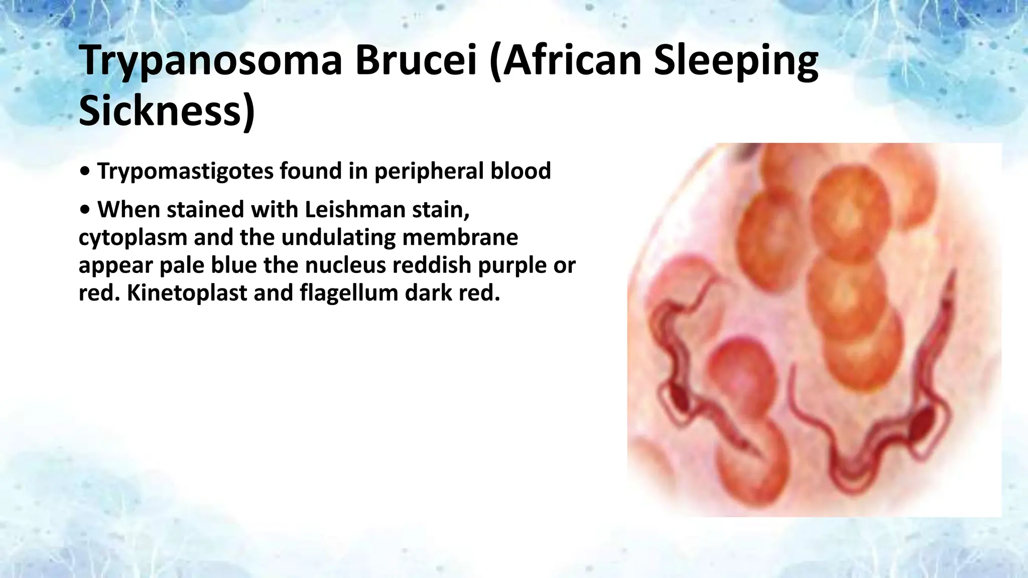 Trypanosoma Brucei (African Sleeping
Sickness)
• Trypomastigotes found in peripheral blood
• When stained with Leishman stain,
cytoplasm and the undulating membrane
appear pale blue the nucleus reddish purple or
red. Kinetoplast and flagellum dark red.
 