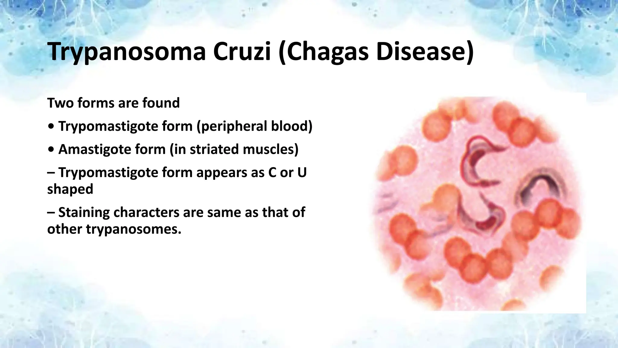 Trypanosoma Cruzi (Chagas Disease)
Two forms are found
• Trypomastigote form (peripheral blood)
• Amastigote form (in striated muscles)
– Trypomastigote form appears as C or U
shaped
– Staining characters are same as that of
other trypanosomes.
 