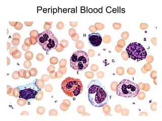 Peripheral Blood Cells
 