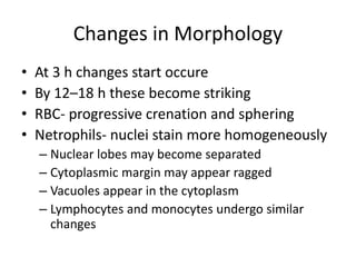 Changes in Morphology
• At 3 h changes start occure
• By 12–18 h these become striking
• RBC- progressive crenation and sphering
• Netrophils- nuclei stain more homogeneously
– Nuclear lobes may become separated
– Cytoplasmic margin may appear ragged
– Vacuoles appear in the cytoplasm
– Lymphocytes and monocytes undergo similar
changes
 