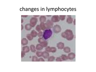 changes in lymphocytes
 