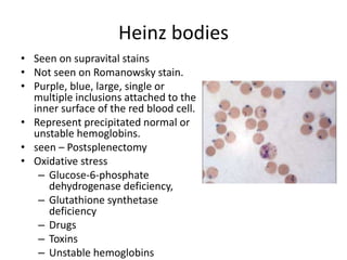 Heinz bodies
• Seen on supravital stains
• Not seen on Romanowsky stain.
• Purple, blue, large, single or
multiple inclusions attached to the
inner surface of the red blood cell.
• Represent precipitated normal or
unstable hemoglobins.
• seen – Postsplenectomy
• Oxidative stress
– Glucose-6-phosphate
dehydrogenase deficiency,
– Glutathione synthetase
deficiency
– Drugs
– Toxins
– Unstable hemoglobins
 