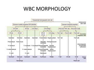 WBC MORPHOLOGY
 