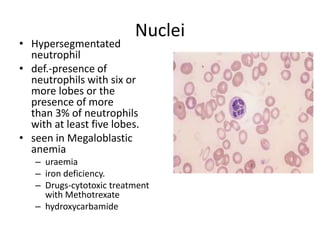 Nuclei
• Hypersegmentated
neutrophil
• def.-presence of
neutrophils with six or
more lobes or the
presence of more
than 3% of neutrophils
with at least five lobes.
• seen in Megaloblastic
anemia
– uraemia
– iron deficiency.
– Drugs-cytotoxic treatment
with Methotrexate
– hydroxycarbamide
 