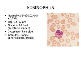 EOSINOPHILS
• Normally 1-6%( 0.02–0.5
× 109
/l)
• Size- 12–17 µm
• Nucleus- Bilobed
(spectacle shaped)
• Cytoplasm- Pale blue
• Granules - Coarse
spherical gold/orange
 