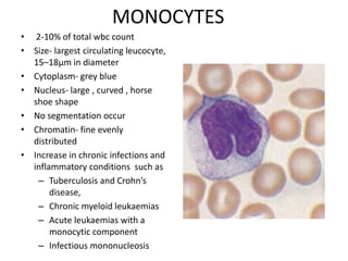 MONOCYTES
• 2-10% of total wbc count
• Size- largest circulating leucocyte,
15–18µm in diameter
• Cytoplasm- grey blue
• Nucleus- large , curved , horse
shoe shape
• No segmentation occur
• Chromatin- fine evenly
distributed
• Increase in chronic infections and
inflammatory conditions such as
– Tuberculosis and Crohn’s
disease,
– Chronic myeloid leukaemias
– Acute leukaemias with a
monocytic component
– Infectious mononucleosis
 