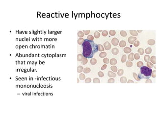 Reactive lymphocytes
• Have slightly larger
nuclei with more
open chromatin
• Abundant cytoplasm
that may be
irregular.
• Seen in -infectious
mononucleosis
– viral infections
 