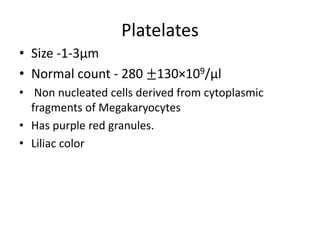 Platelates
• Size -1-3µm
• Normal count - 280 ±130×109/µl
• Non nucleated cells derived from cytoplasmic
fragments of Megakaryocytes
• Has purple red granules.
• Liliac color
 