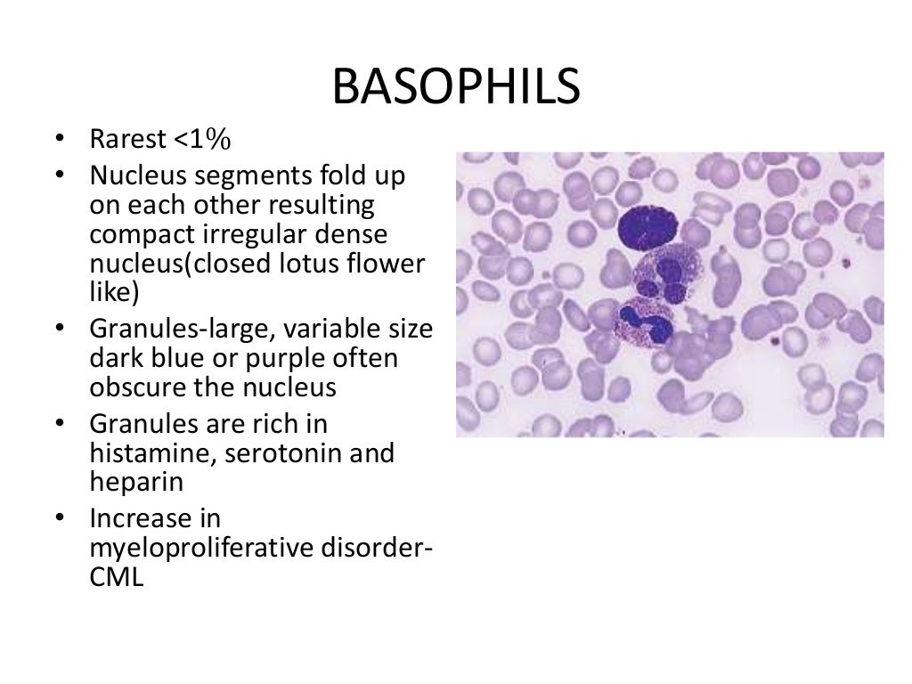 Peripheral blood smear examination