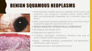 BENIGN SQUAMOUS NEOPLASMS
• Nonkeratinized stratified squamous epithelia of the cornea and
conjunctiva are contiguous; therefore tumors arising within
them are pathologically inseparable, but a transition occurs at
limbus
• Most conjunctival squamous epithelial tumors arise from limbus
& spread to adjacent conjunctival and cornea
• BENIGN HEREDITARY INTRAEPITHELIAL DYSKERATOSIS
• AD, bilateral, first decade of life
• Duplication of a gene on Chr 4
• V-shaped, hyperplastic, translucent, elevations that arise at
limbus. Dilated vessels may be present
• Biopsy - epithelial acanthosis, parakeratosis, and dyskeratosis,
inflammatory cells in stroma.
• Complete excision is the treatment of choice
 
