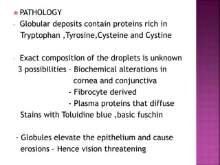  PATHOLOGY
- Globular deposits contain proteins rich in
Tryptophan ,Tyrosine,Cysteine and Cystine
- Exact composition of the droplets is unknown
3 possibilities – Biochemical alterations in
cornea and conjunctiva
- Fibrocyte derived
- Plasma proteins that diffuse
Stains with Toluidine blue ,basic fuschin
- Globules elevate the epithelium and cause
erosions – Hence vision threatening
 