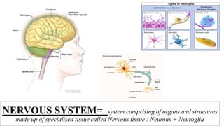 NERVOUS SYSTEM= system comprising of organs and structures
made up of specialised tissue called Nervous tissue : Neurons + Neuroglia
 