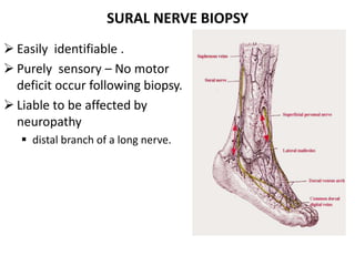 Peripheral nerve biopsy | PPT