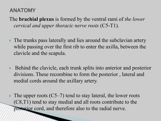 The brachial plexus is formed by the ventral rami of the lower
cervical and upper thoracic nerve roots (C5-T1).
 The trunks pass laterally and lies around the subclavian artery
while passing over the first rib to enter the axilla, between the
clavicle and the scapula.
 Behind the clavicle, each trunk splits into anterior and posterior
divisions. These recombine to form the posterior , lateral and
medial cords around the axillary artery.
 The upper roots (C5–7) tend to stay lateral, the lower roots
(C8,T1) tend to stay medial and all roots contribute to the
posterior cord, and therefore also to the radial nerve.
ANATOMY
 