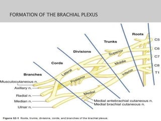 FORMATION OF THE BRACHIAL PLEXUS
 
