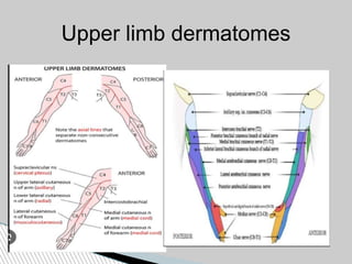 Upper limb dermatomes
 