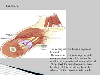 Landmark-
• The axillary artery is the most important
landmark
• The median nerve is found superior to the
artery, the ulnar nerve is inferior, and the
radial nerve is posterior and somewhat lateral
• At this level, the musculocutaneous nerve
has already left the sheath and lies in the
substance of the coracobrachialis muscle.
 