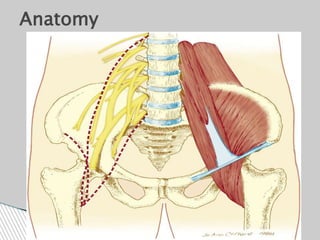 Anatomy
 