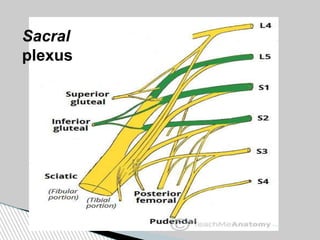 Sacral
plexus
 