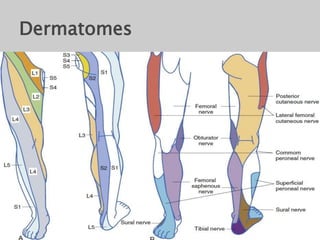 Dermatomes
 