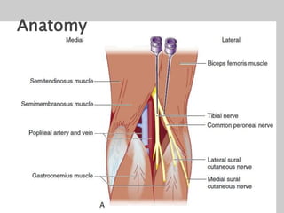 Anatomy
 