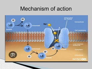 Mechanism of action
 