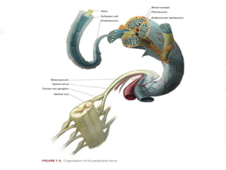 PERIPHERAL NERVE BLOCK IN UPPER LIMB SURGERIES.pptx