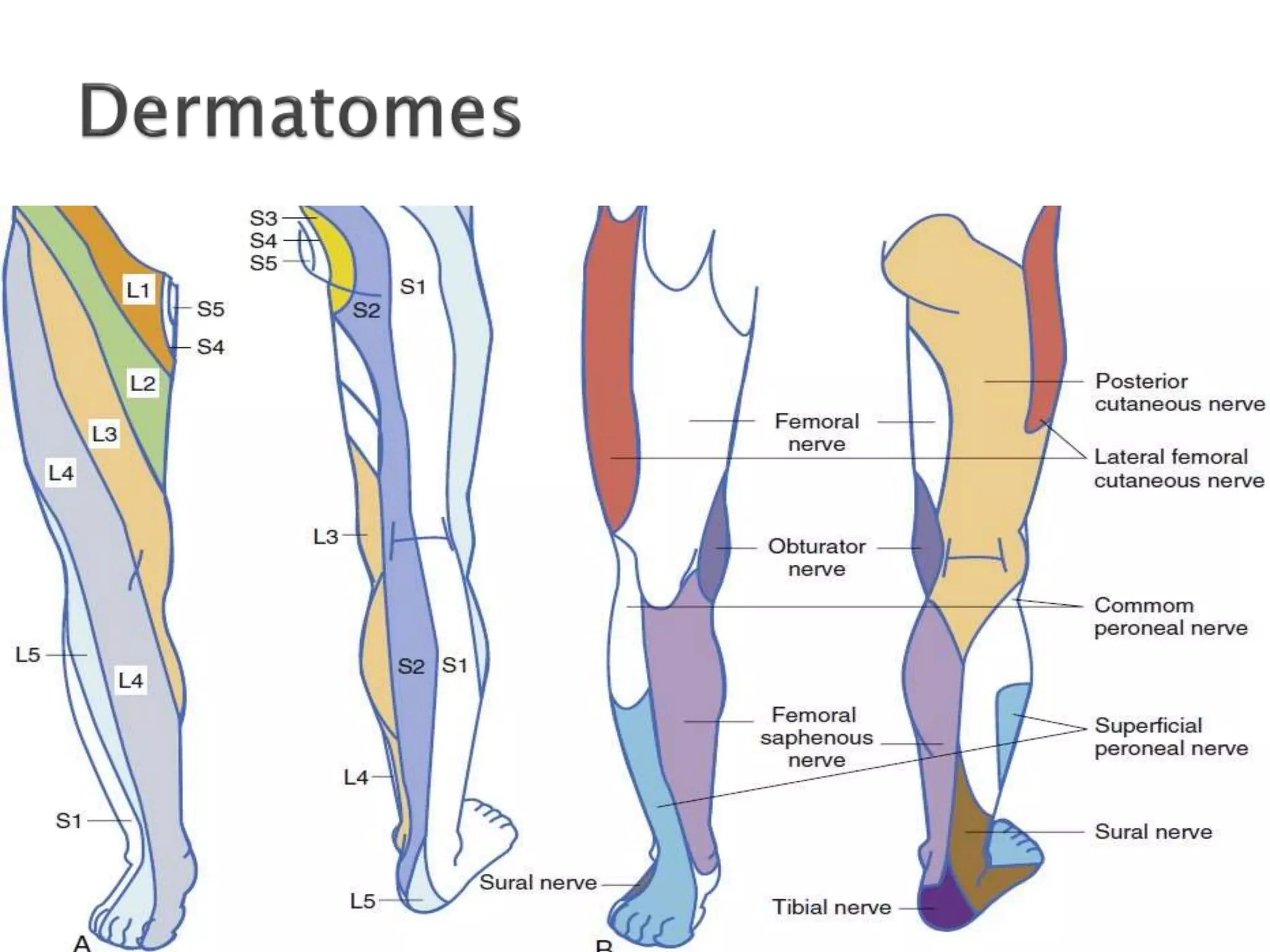Nerve Block Example Peripheral nerve blocks | PPTX