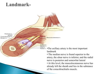 •The axillary artery is the most important
landmark
• The median nerve is found superior to the
artery, the ulnar nerve is inferior, and the radial
nerve is posterior and somewhat lateral
• At this level, the musculocutaneous nerve has
already left the sheath and lies in the substance
of the coracobrachialis muscle.
 