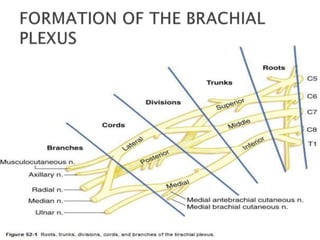 Peripheral nerve blocks