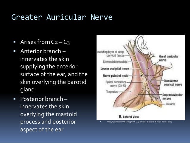 Peripheral nerve blocks