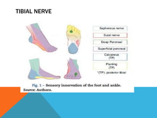 TIBIAL NERVE
 