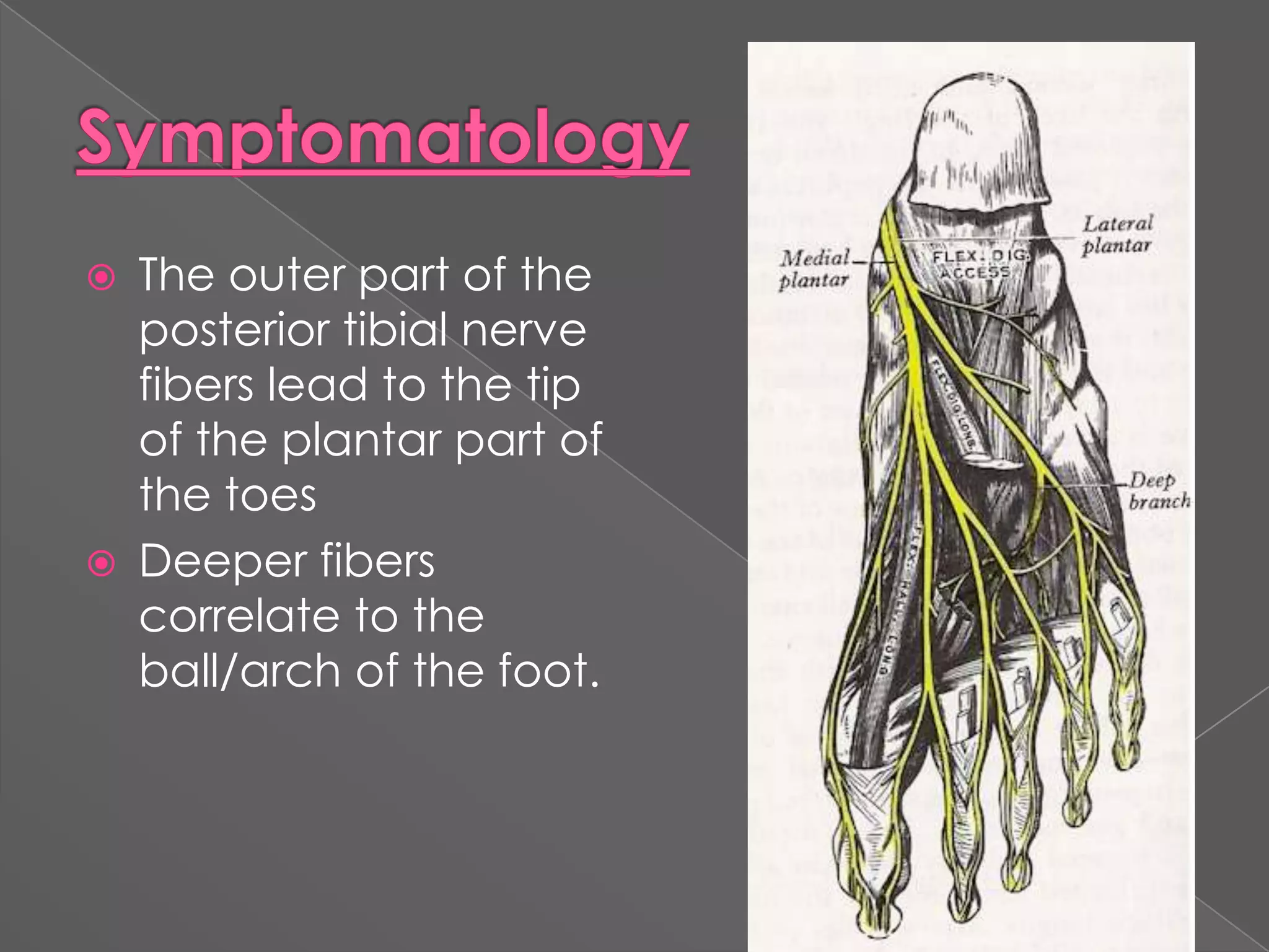 SymptomatologyThe outer part of the posterior tibial nerve fibers lead to the tip of the plantar part of the toesDeeper fibers correlate to the ball/arch of the foot.