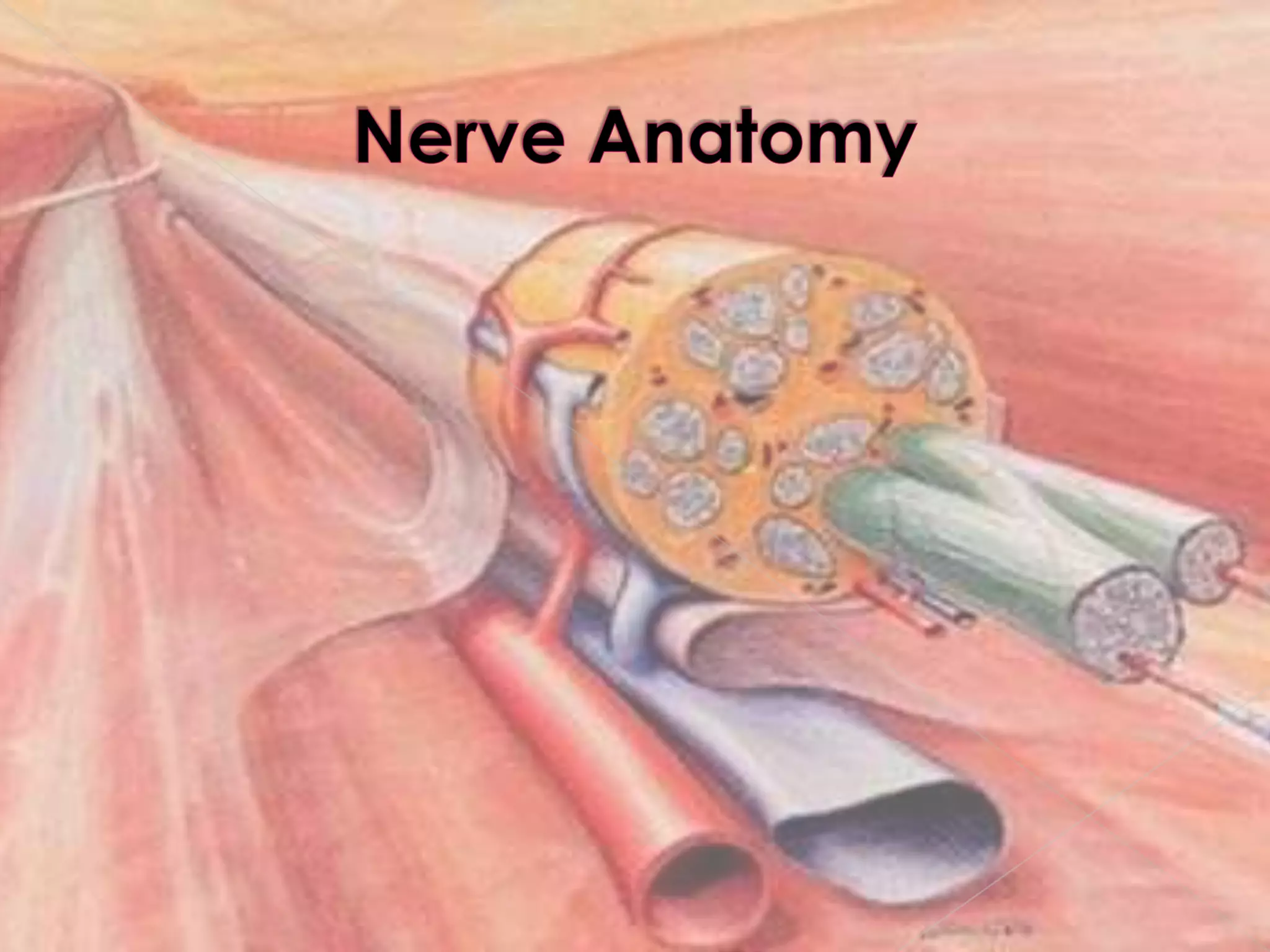 Nerve Anatomy