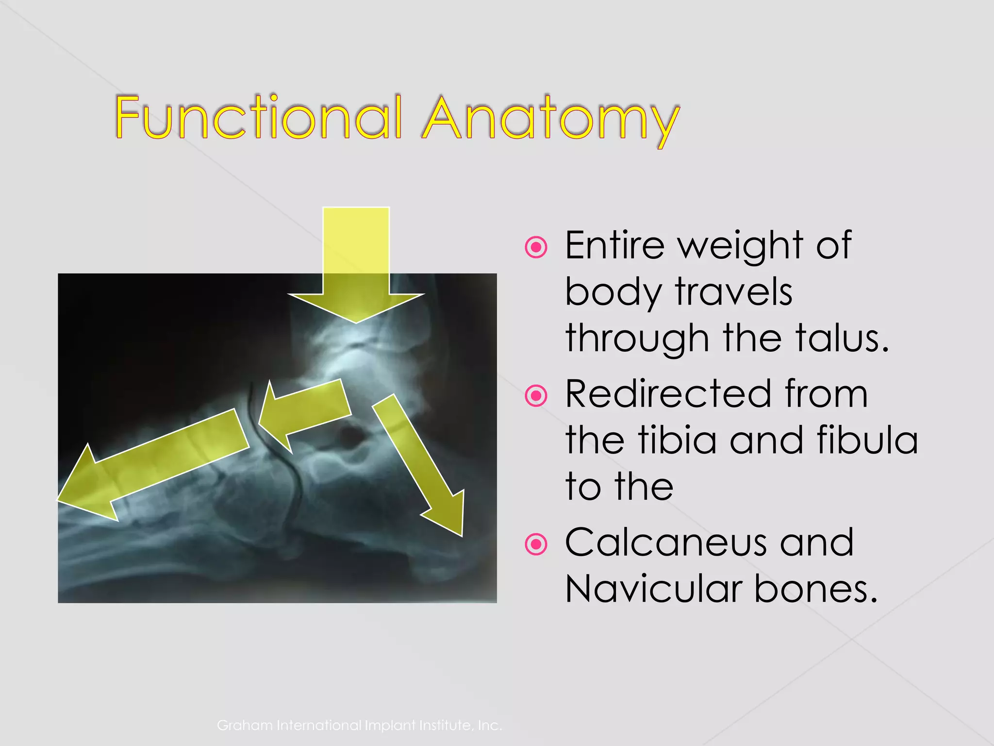 Graham International Implant Institute, Inc.Functional AnatomyEntire weight of body travels through the talus.Redirected from the tibia and fibula to theCalcaneus and Navicular bones.