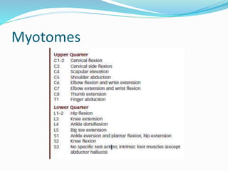 Myotomes
 