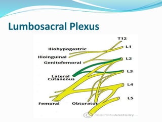 Lumbosacral Plexus
 