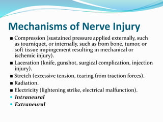 Mechanisms of Nerve Injury
■ Compression (sustained pressure applied externally, such
as tourniquet, or internally, such as from bone, tumor, or
soft tissue impingement resulting in mechanical or
ischemic injury).
■ Laceration (knife, gunshot, surgical complication, injection
injury).
■ Stretch (excessive tension, tearing from traction forces).
■ Radiation.
■ Electricity (lightening strike, electrical malfunction).
 Intraneural
 Extraneural
 