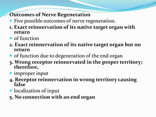 Outcomes of Nerve Regeneration
 Five possible outcomes of nerve regeneration.
1. Exact reinnervation of its native target organ with
return
 of function
2. Exact reinnervation of its native target organ but no
return
 of function due to degeneration of the end organ
3. Wrong receptor reinnervated in the proper territory;
therefore,
 improper input
4. Receptor reinnervation in wrong territory causing
false
 localization of input
5. No connection with an end organ
 