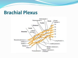 Brachial Plexus
 