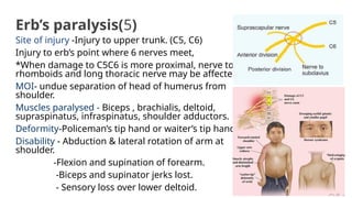 Erb’s paralysis(5)
Site of injury -Injury to upper trunk. (C5, C6)
Injury to erb’s point where 6 nerves meet,
*When damage to C5C6 is more proximal, nerve to
rhomboids and long thoracic nerve may be affected.
MOI- undue separation of head of humerus from
shoulder.
Muscles paralysed - Biceps , brachialis, deltoid,
supraspinatus, infraspinatus, shoulder adductors.
Deformity-Policeman’s tip hand or waiter’s tip hand.
Disability - Abduction & lateral rotation of arm at
shoulder.
-Flexion and supination of forearm.
-Biceps and supinator jerks lost.
- Sensory loss over lower deltoid.
 