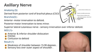 Axillary Nerve
Anatomy (5)
Derived from posterior cord of brachial plexus (C5C6).
Branches(5) -
Anterior -motor innervation to deltoid.
Posterior-motor innervation to teres minor.
Superior lateral cutaneous nerve - sensory innervation over inferior deltoid.
MOI (1)-
● Anterior & inferior shoulder dislocation
● FOOSH
● Contusion to deltoid
Result (1)
● Weakness of shoulder between 15-90 degrees .
● Sensory loss over outer aspect of shoulder .
 