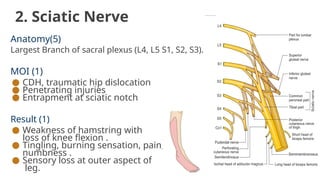 2. Sciatic Nerve
Anatomy(5)
Largest Branch of sacral plexus (L4, L5 S1, S2, S3).
MOI (1)
● CDH, traumatic hip dislocation
● Penetrating injuries
● Entrapment at sciatic notch
Result (1)
● Weakness of hamstring with
loss of knee flexion .
● Tingling, burning sensation, pain,
numbness .
● Sensory loss at outer aspect of
leg.
 
