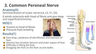 3. Common Peroneal Nerve
Anatomy(5)
Terminal branch of sciatic nerve (L4, L5, S1, S2).
It winds anteriorly with head of fibula and give deep
and superficial branches.
MOI(1)
● Trauma to head of fibula
● Pressure from kneeling
Results(1)
● Foot drop _weakness of dorsiflexion and eversion of
foot.
● Sensory loss involves dorsum and outer aspect of foot.
● Difficulty in lifting the foot.
● Dragging the foot on the floor as one walks.
 