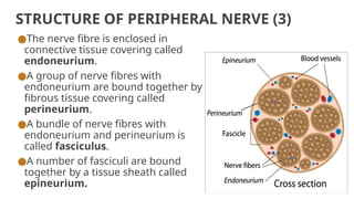 STRUCTURE OF PERIPHERAL NERVE (3)
●The nerve fibre is enclosed in
connective tissue covering called
endoneurium.
●A group of nerve fibres with
endoneurium are bound together by
fibrous tissue covering called
perineurium.
●A bundle of nerve fibres with
endoneurium and perineurium is
called fasciculus.
●A number of fasciculi are bound
together by a tissue sheath called
epineurium.
 