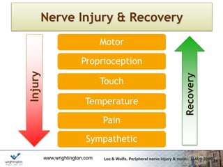 www.wrightington.com
Nerve Injury & Recovery
Motor
Proprioception
Touch
Temperature
Pain
Sympathetic
Recovery
Injury
Lee & Wolfe. Peripheral nerve injury & repair. JAAOS 2000
 