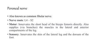 Peroneal nerve
• Also known as common fibular nerve.
• Nerve roots: L4 – S2
• Motor: Innervates the short head of the biceps femoris directly. Also
supplies (via branches) the muscles in the lateral and anterior
compartments of the leg.
• Sensory: Innervates the skin of the lateral leg and the dorsum of the
foot.
 